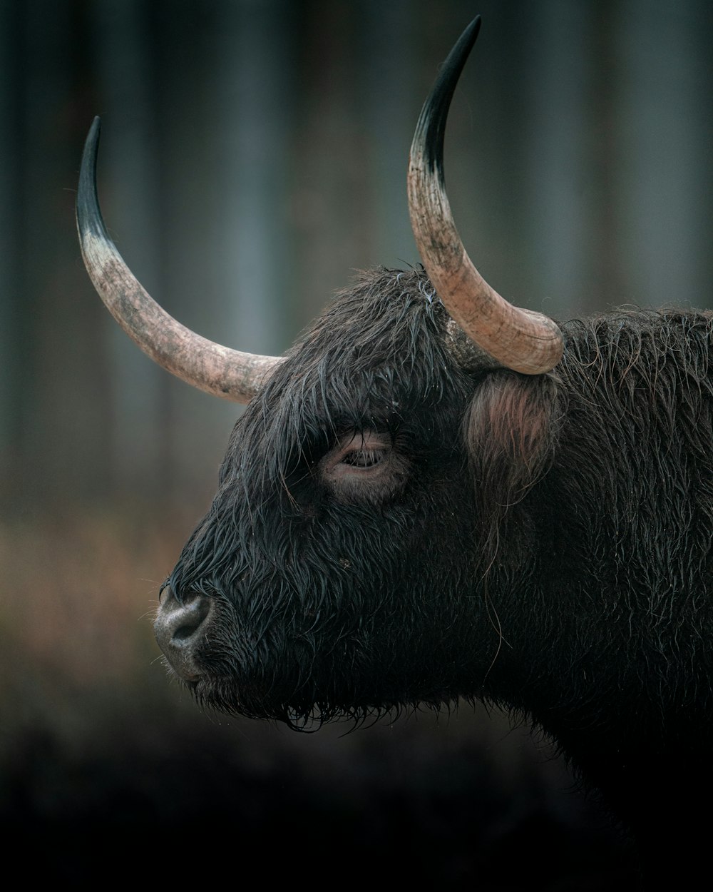 a close up of a bull with long horns