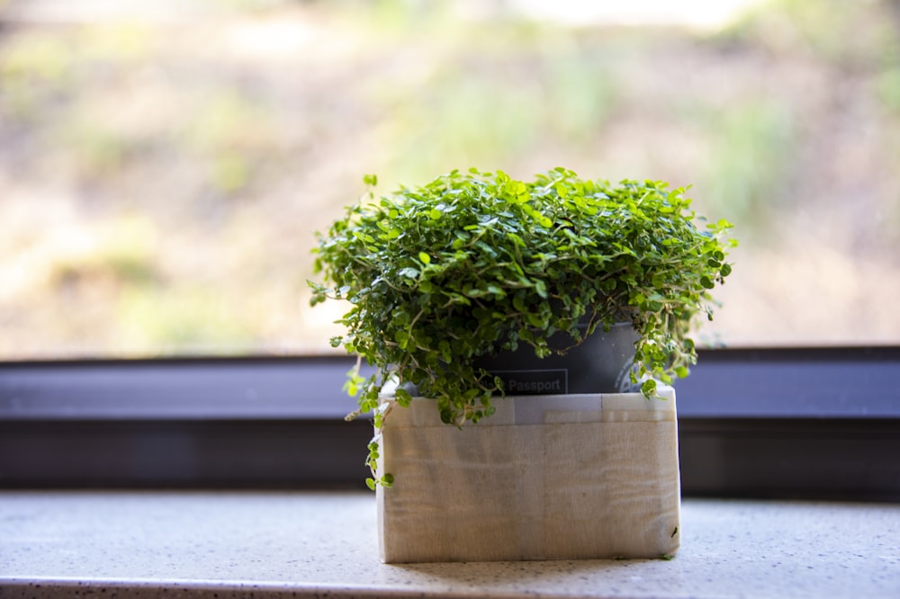 a potted plant sitting on top of a window sill