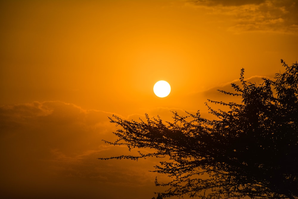 the sun is setting behind a tree in the sky