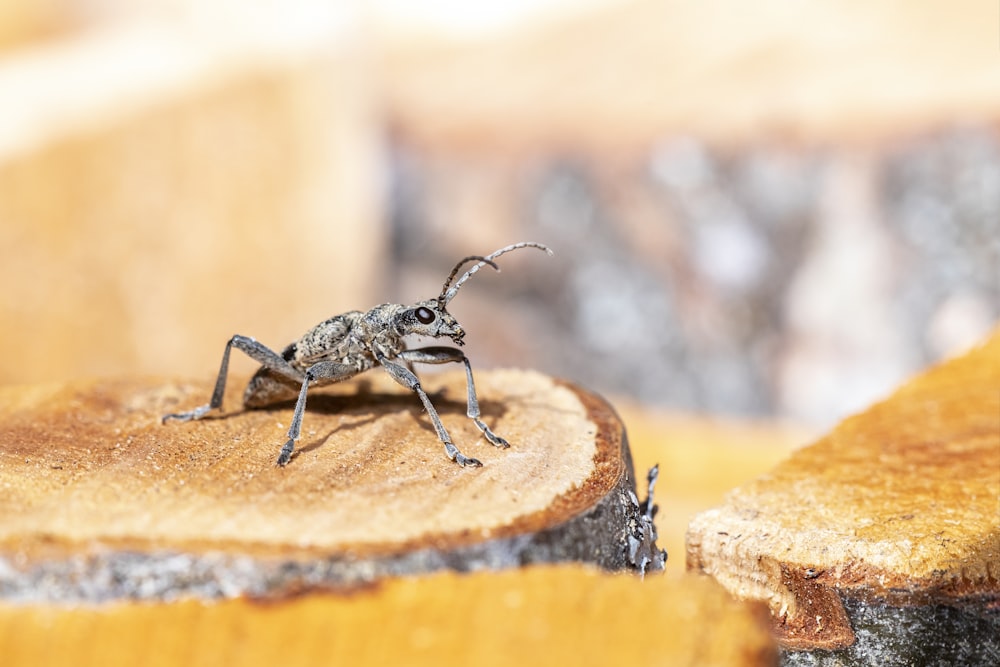 a bug sitting on top of a piece of wood