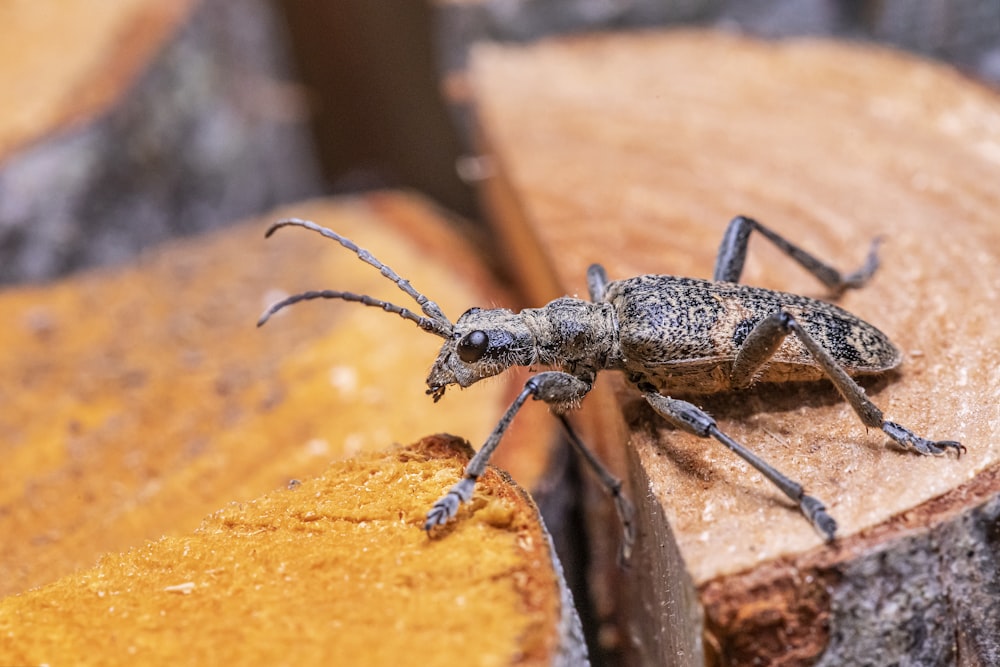 a close up of a bug on a piece of wood