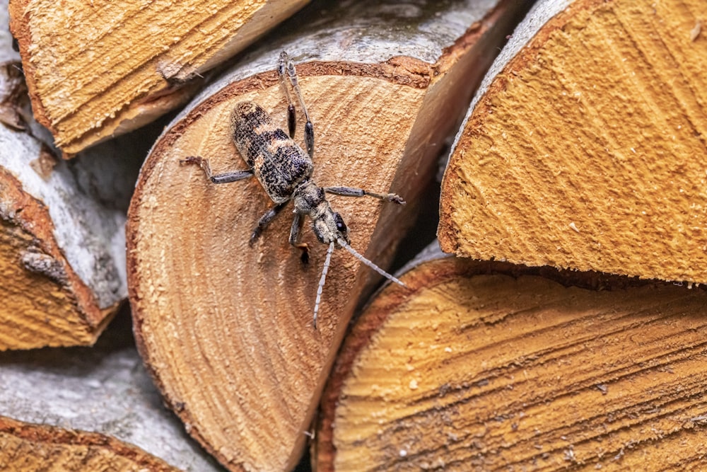 a spider sitting on top of a pile of wood