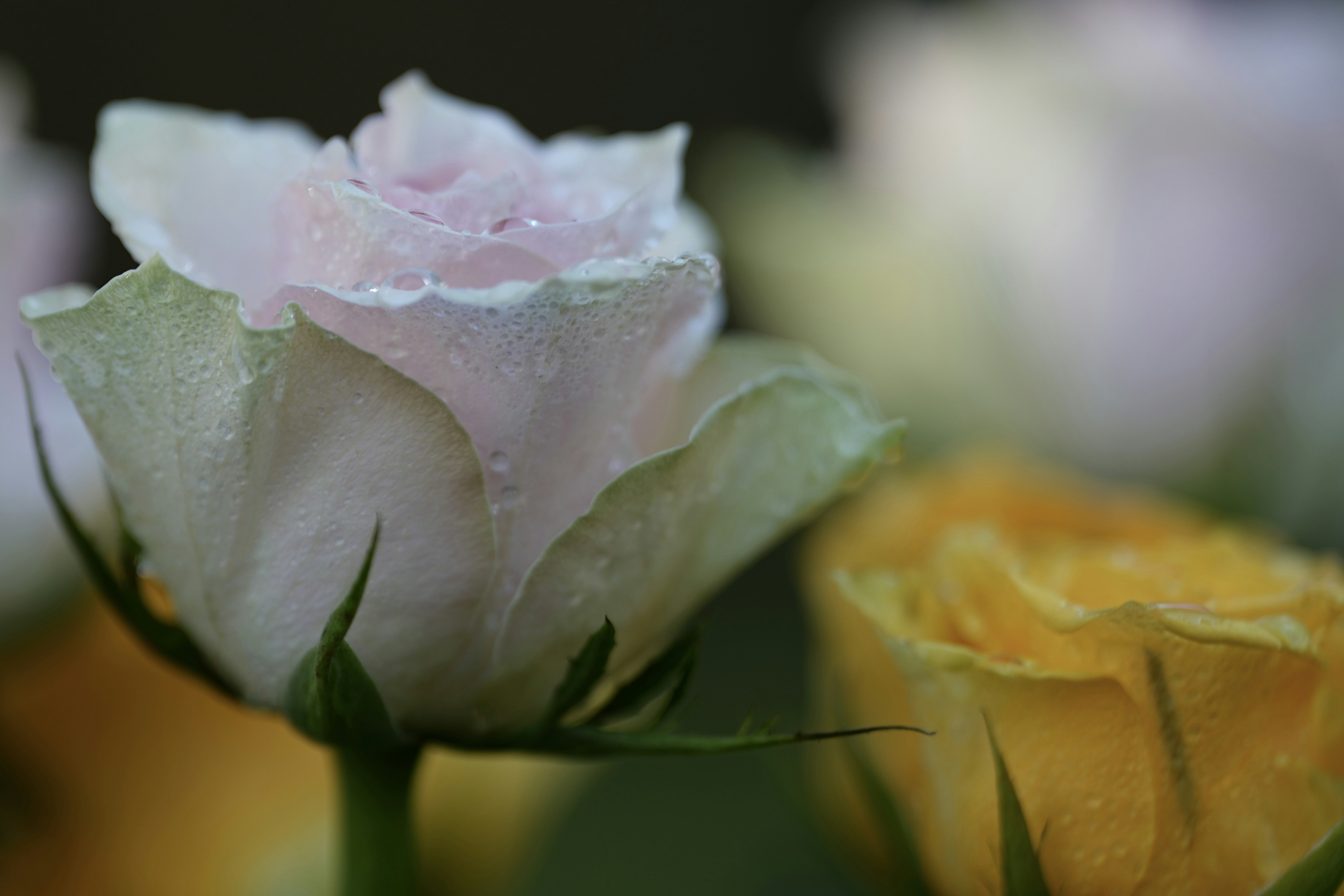 a close up of a flower with water droplets on it