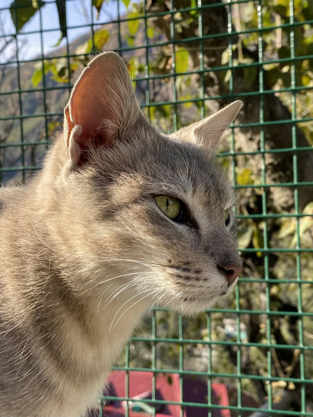 a gray and white cat standing next to a fence