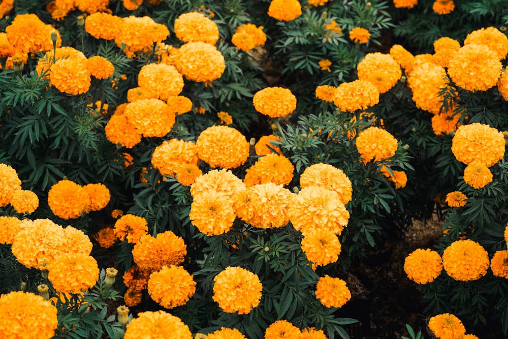 a field of orange flowers with green leaves