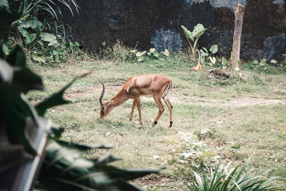 a gazelle grazing on grass in a zoo enclosure