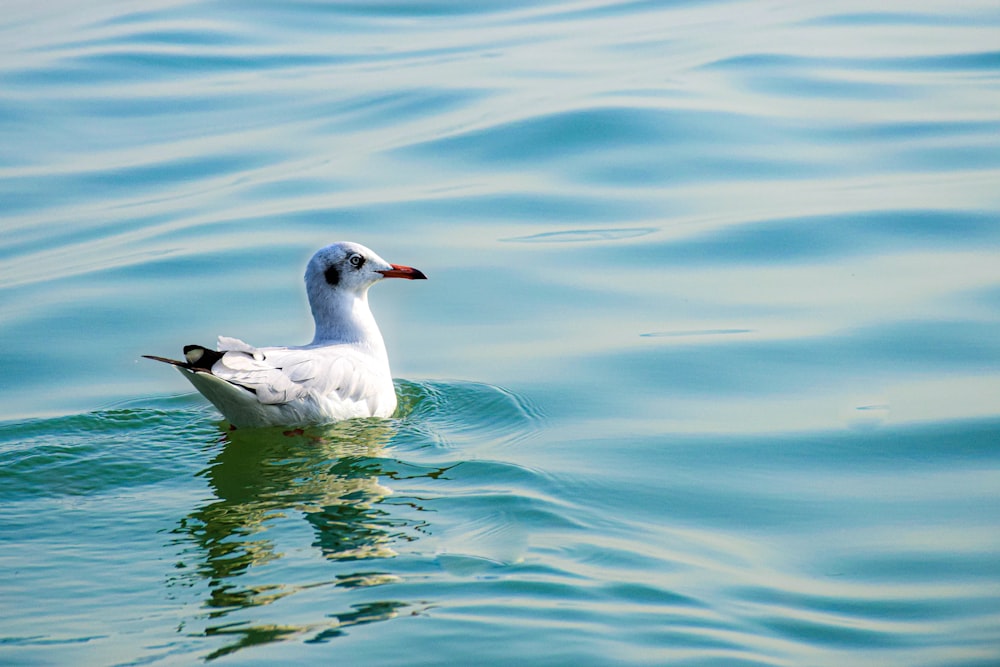 a white bird floating on top of a body of water