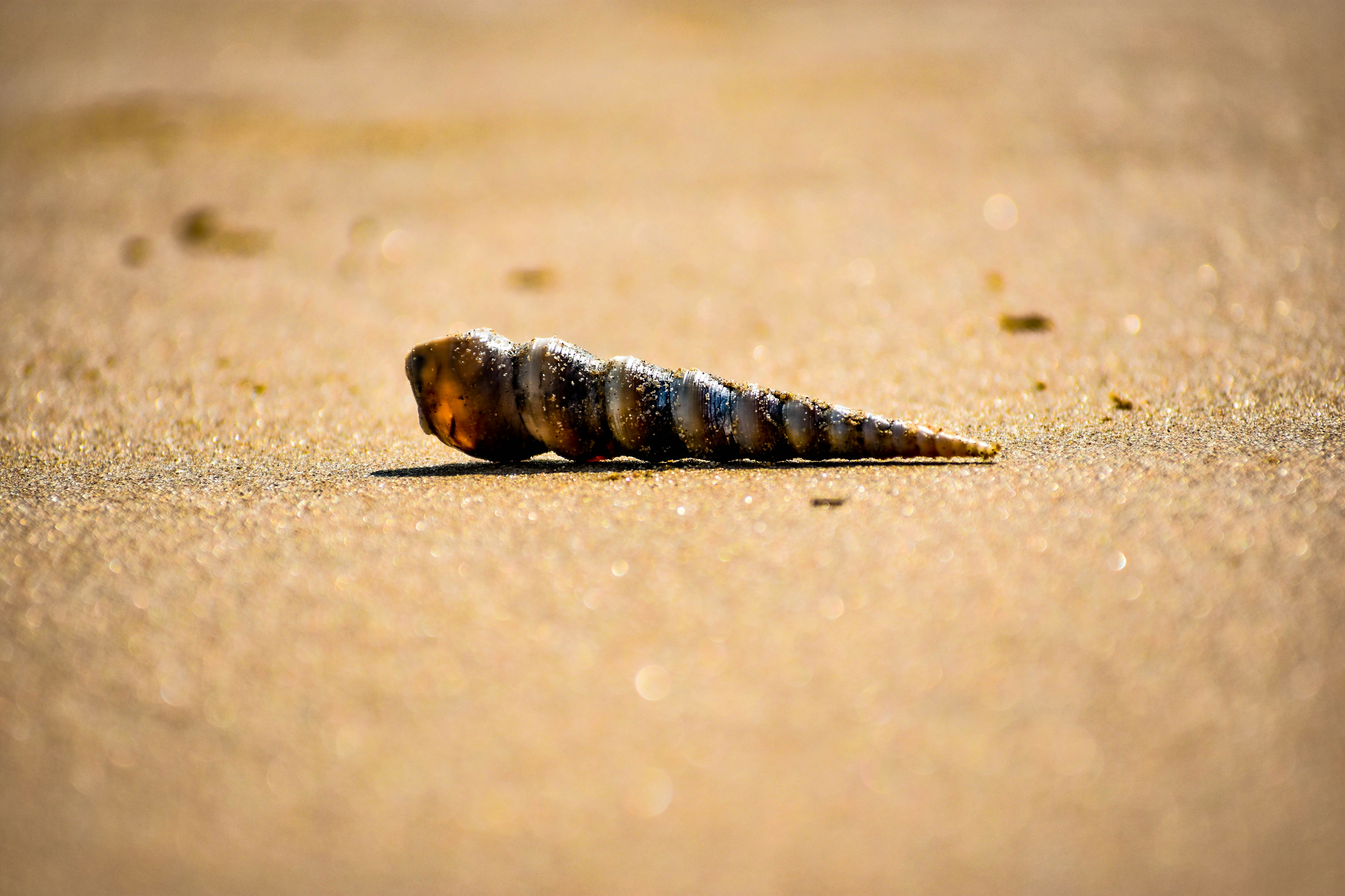 a close up of a shell on a beach