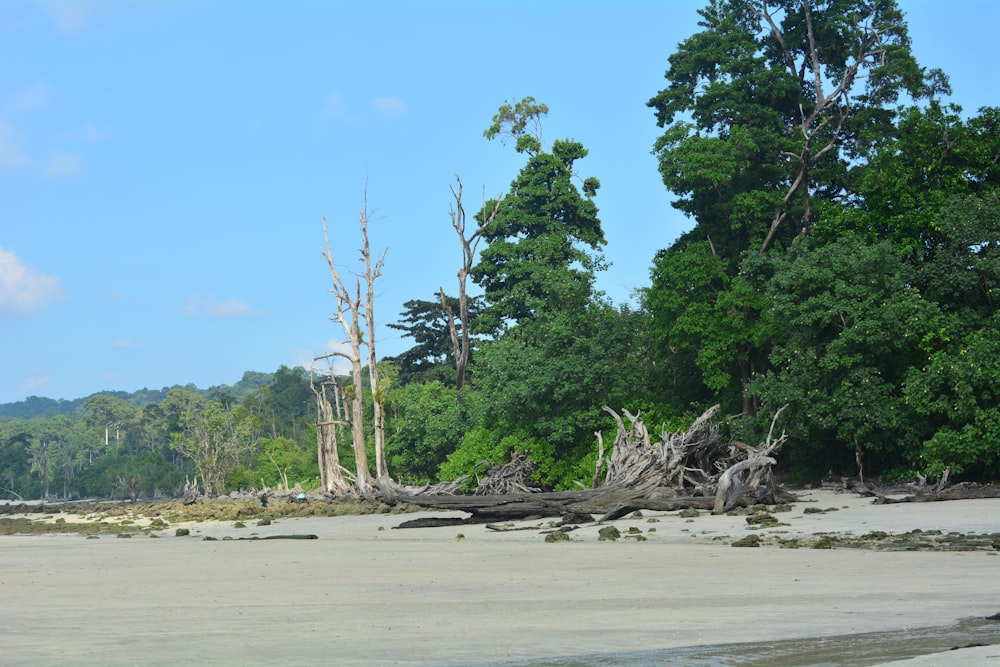 a group of trees sitting on top of a sandy beach