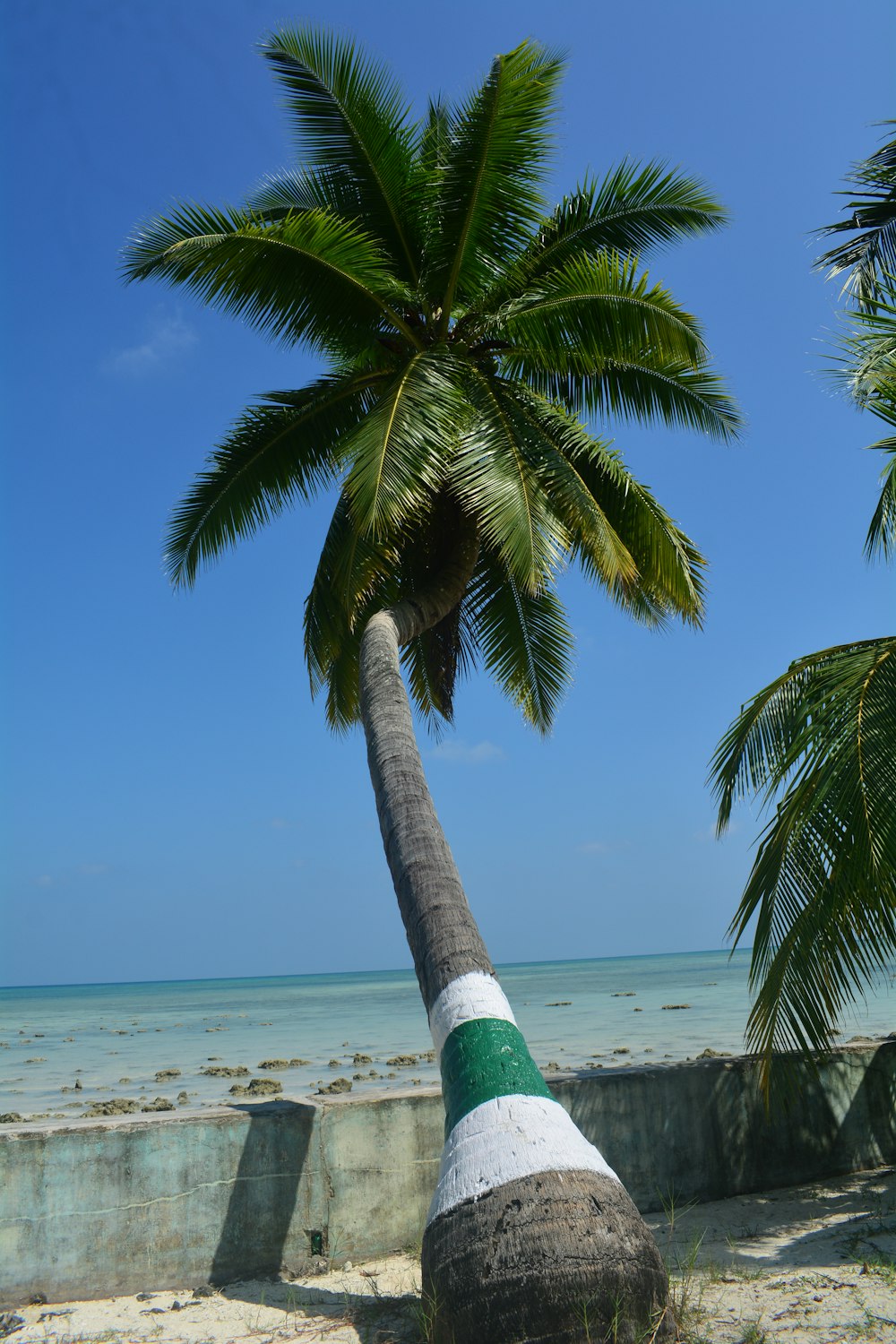 a palm tree leaning against a concrete wall