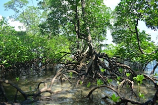 a group of trees that are in the water