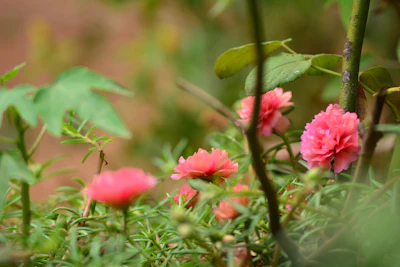 Portulaca Moss Rose Nau Baje ka Phool India — Summer Flower Guide