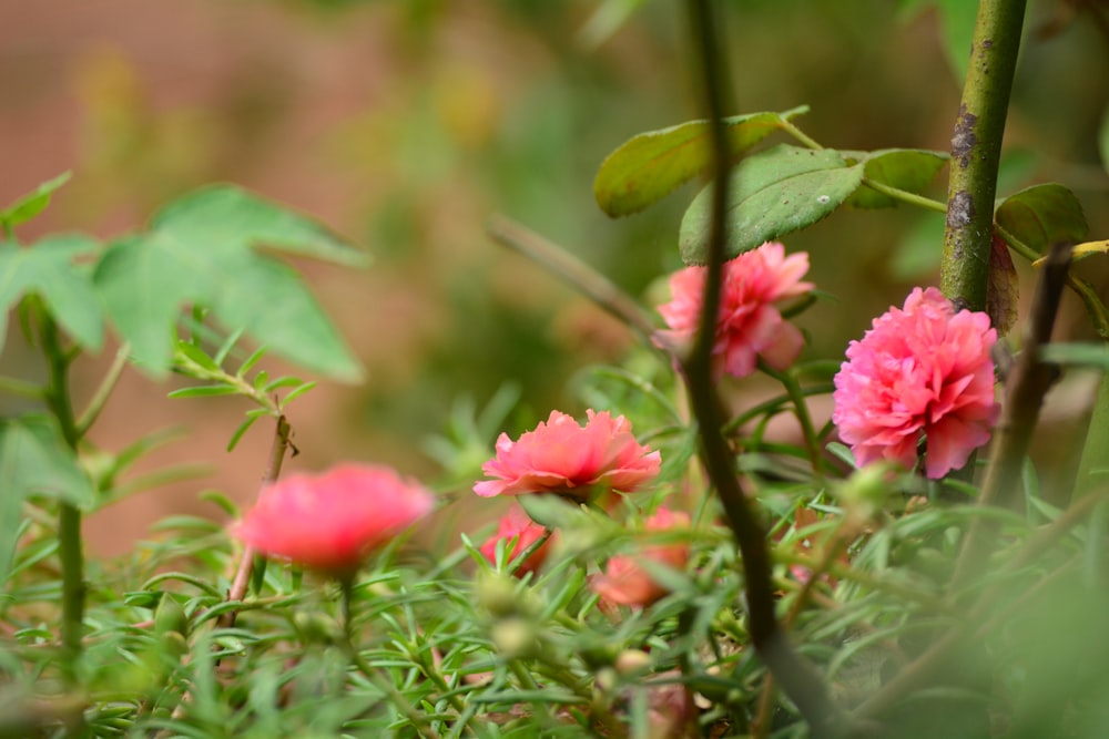 a group of pink flowers in a garden