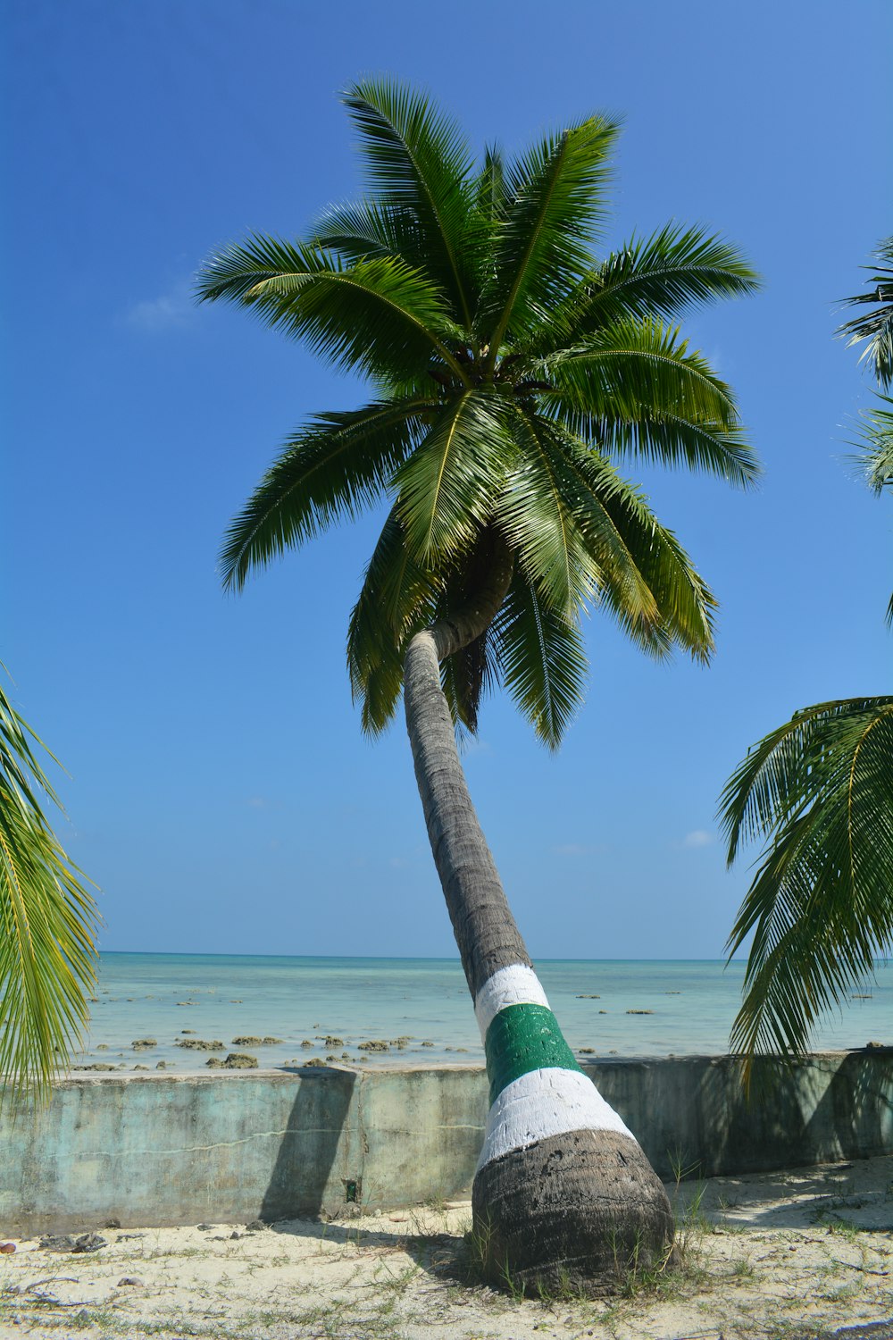 a palm tree leaning against a concrete wall