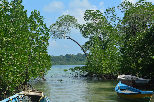 A serene view of the Ivorian lagoon with lush mangroves and local fishermen working peacefully.