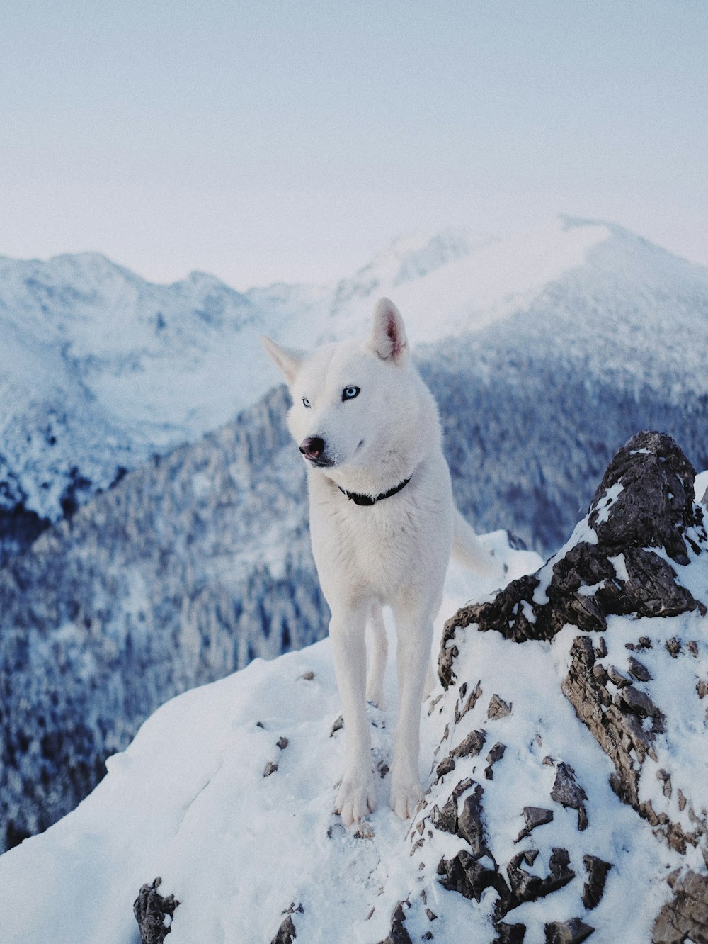 a white dog standing on top of a snow covered mountain