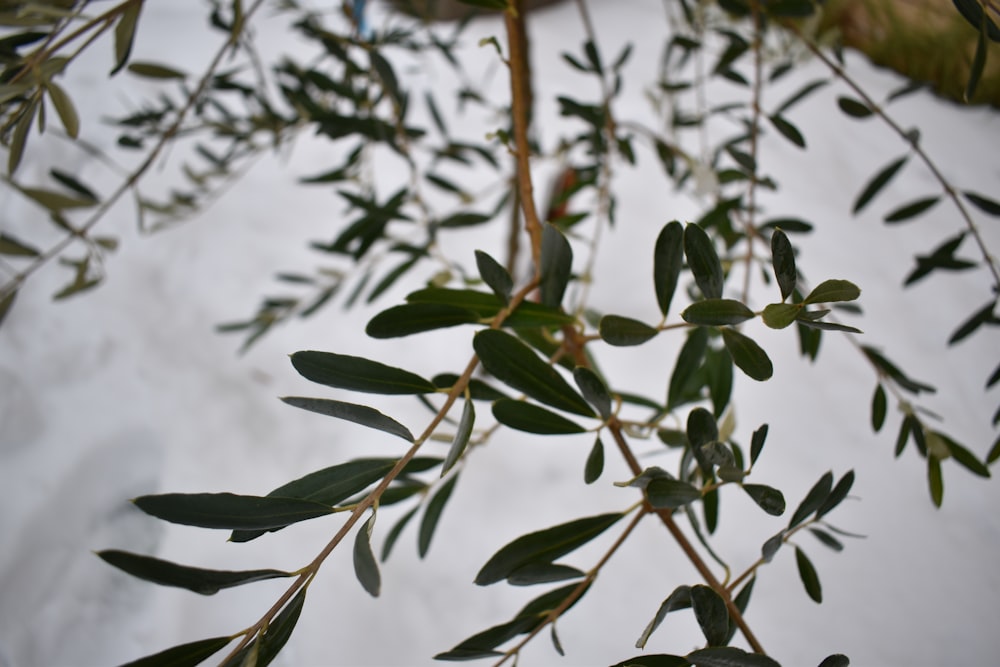 a branch of an olive tree in the snow