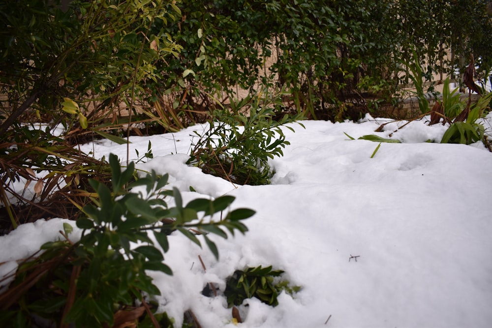 a snow covered area with bushes and bushes