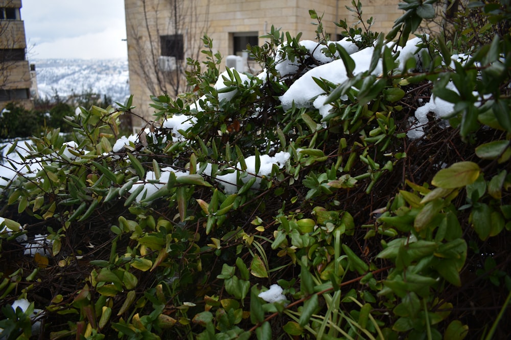 a bush covered in snow next to a building
