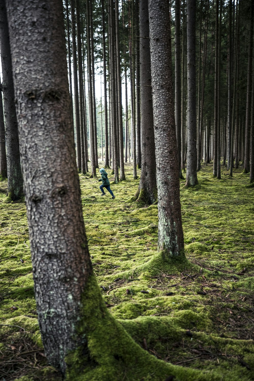 a person walking through a forest of trees