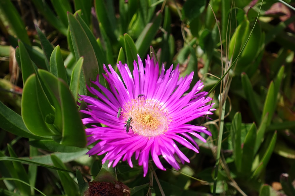 a purple flower with a bee on it