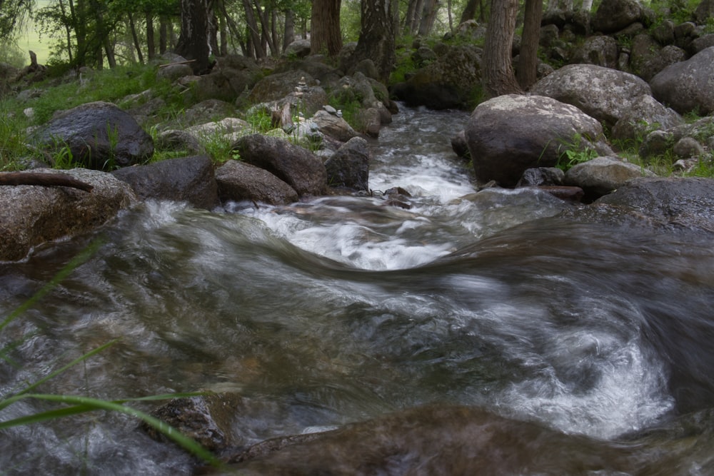 a stream running through a lush green forest