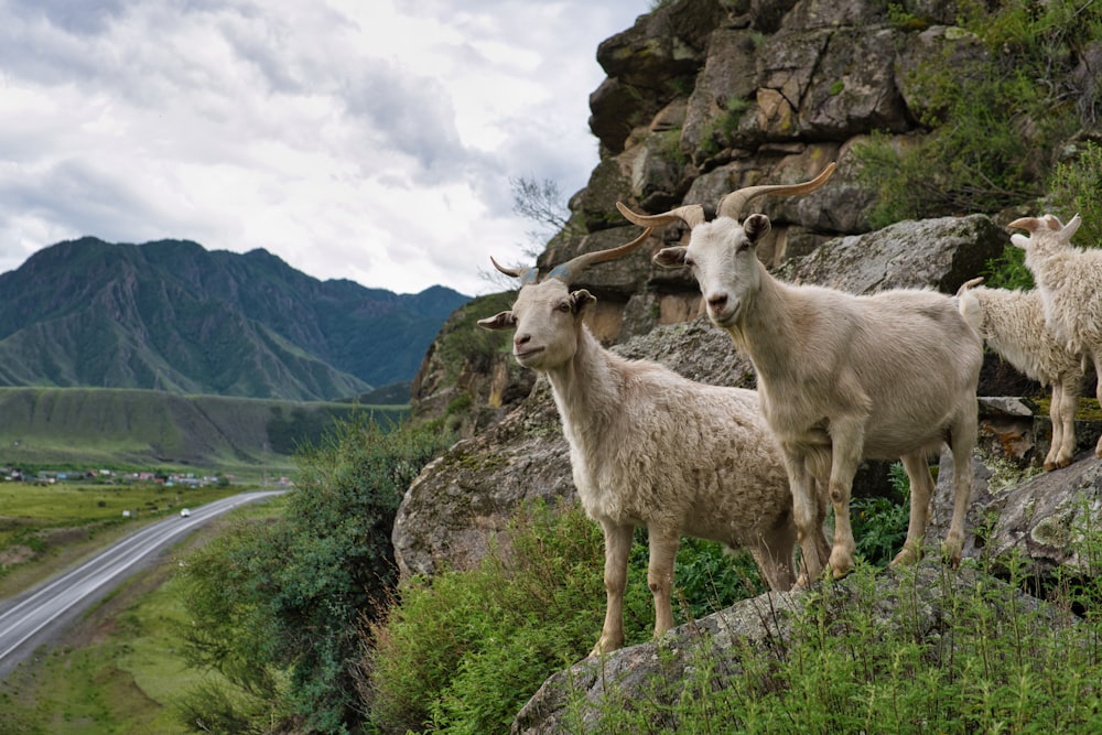 a group of goats standing on the side of a mountain