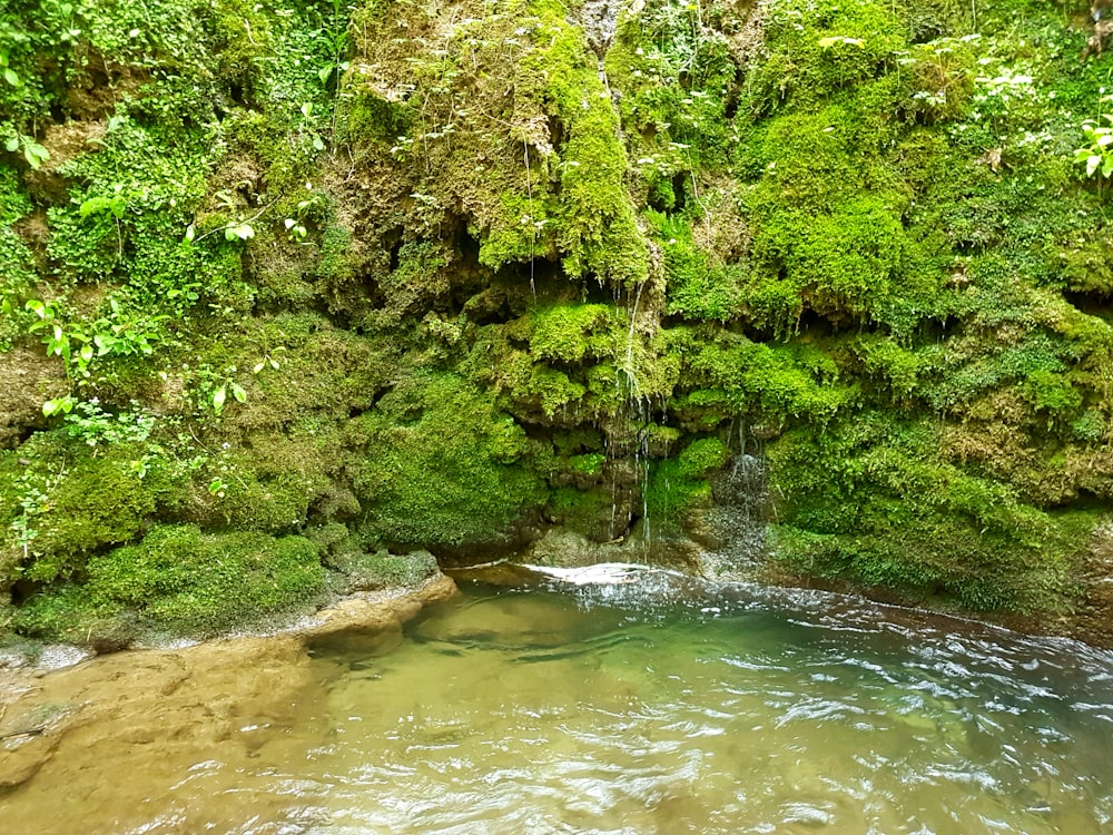 a small waterfall in the middle of a lush green forest