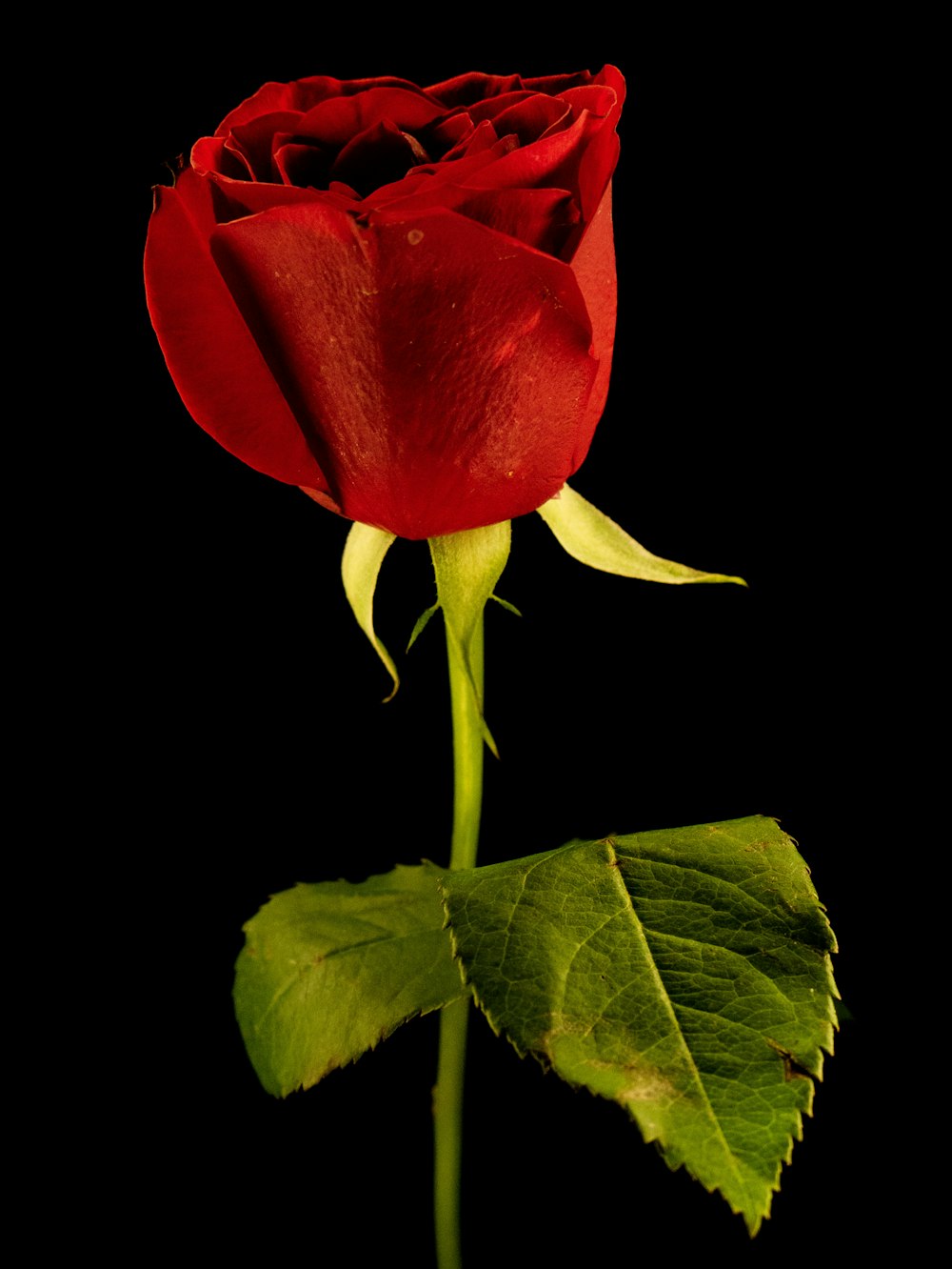 a single red rose with green leaves on a black background