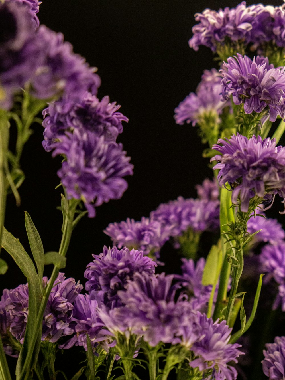 a bunch of purple flowers with green stems