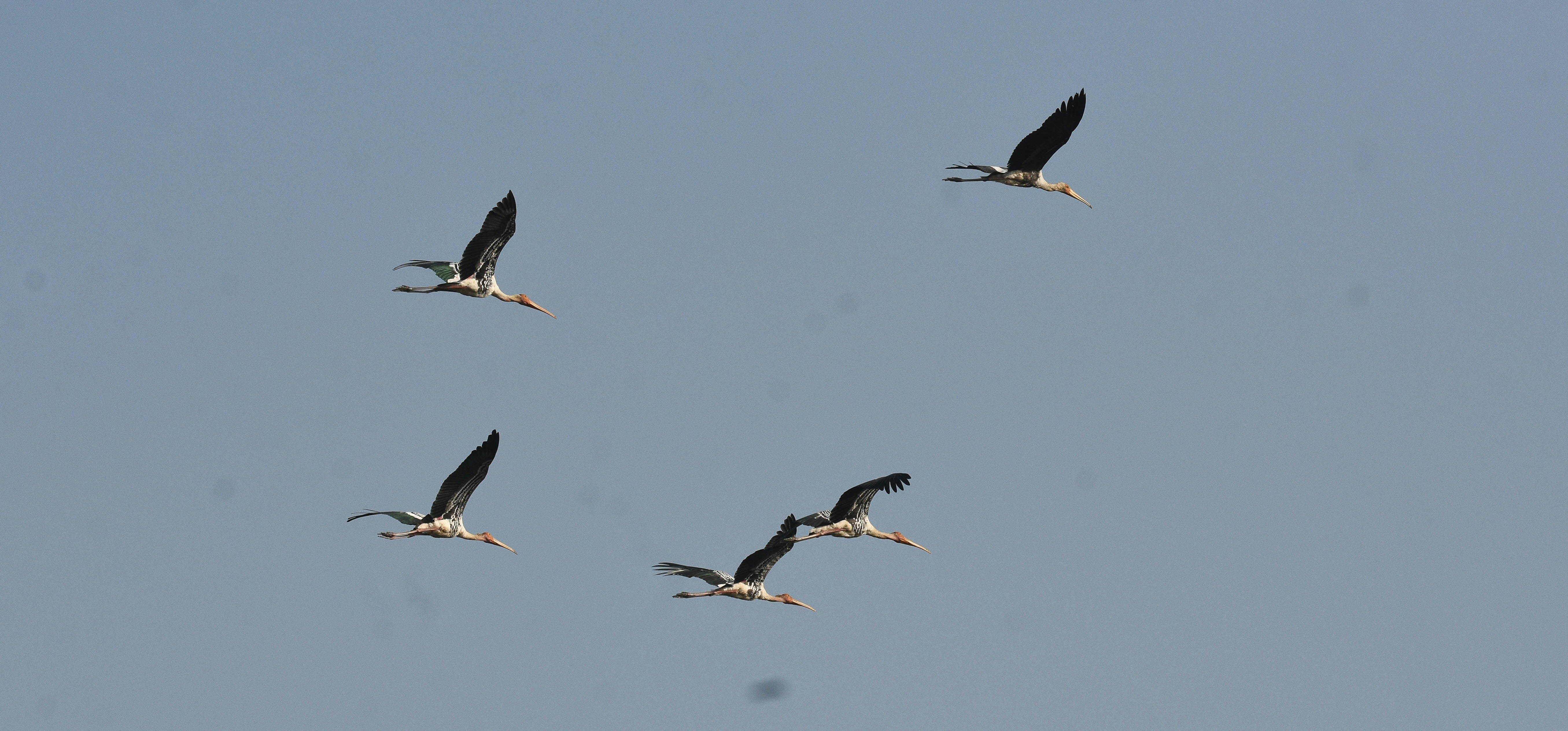 Photo by rahuldeshmukh18