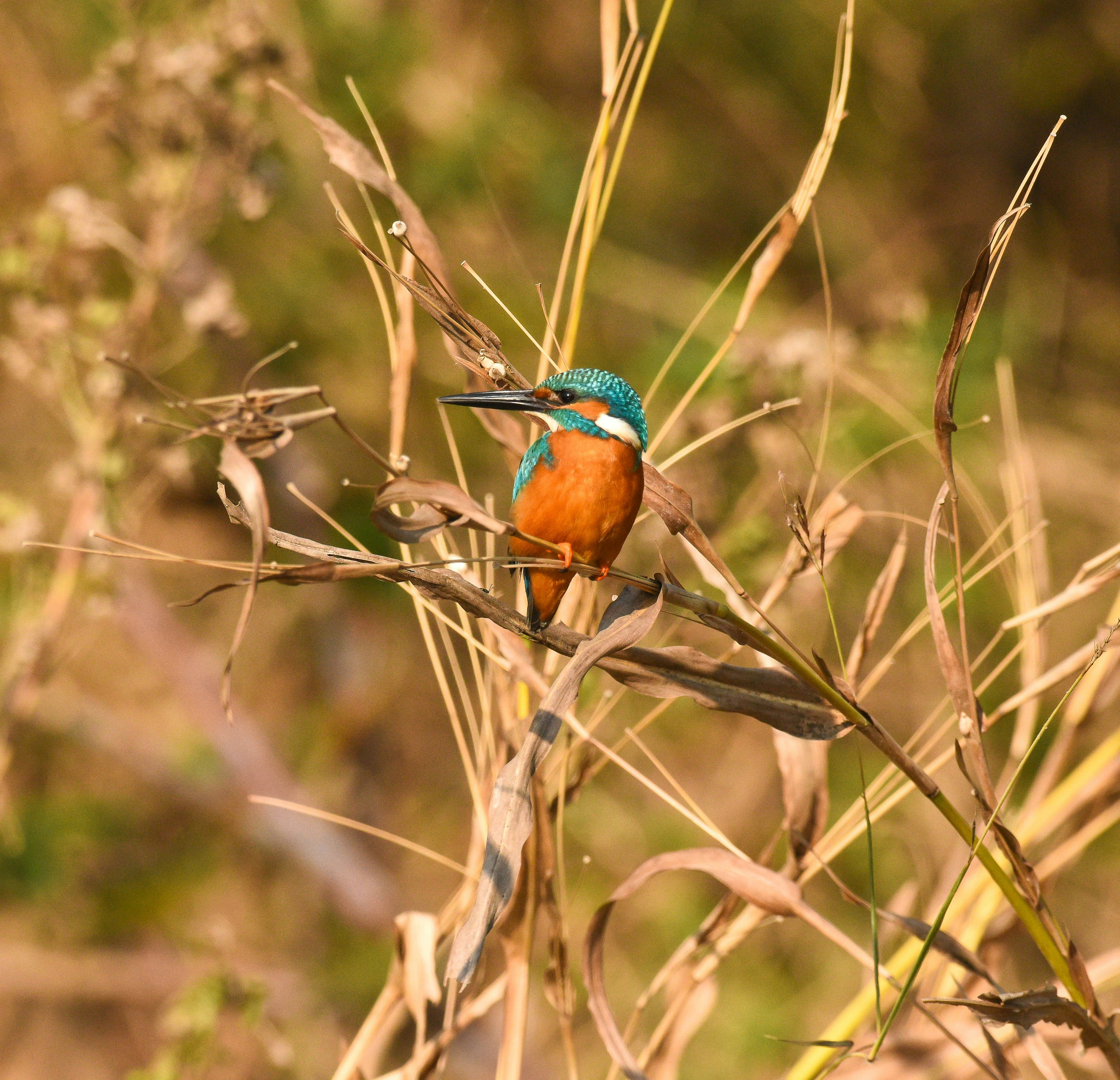 Photo by rahuldeshmukh18