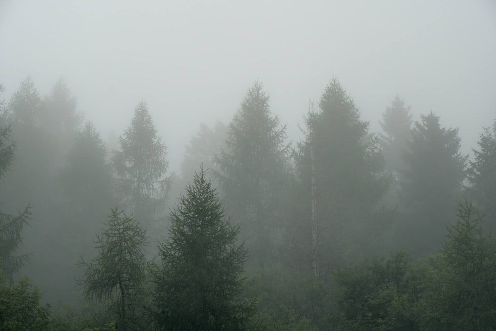 a foggy forest filled with lots of trees