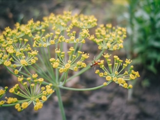 A macro photograph of a cluster of yellow-green flower buds with an ant crawling on them. The background is softly blurred, highlighting the details of the delicate flowers and the ant.