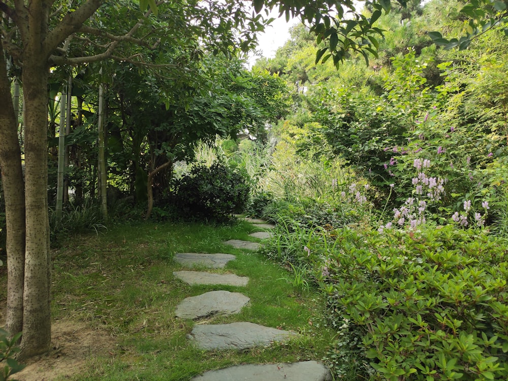 a stone path in the middle of a lush green forest
