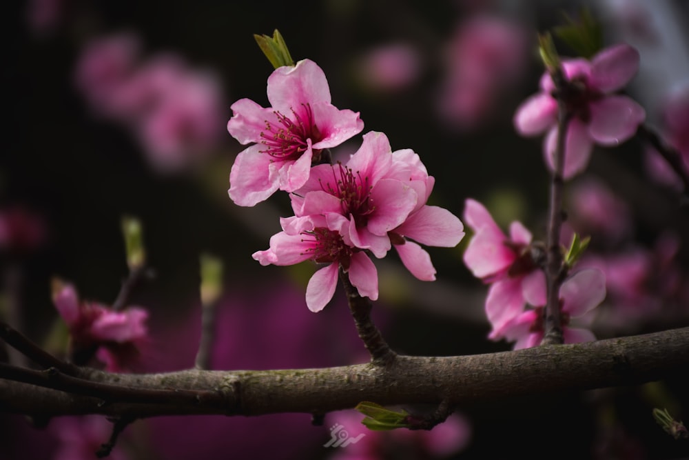 a branch of a tree with pink flowers