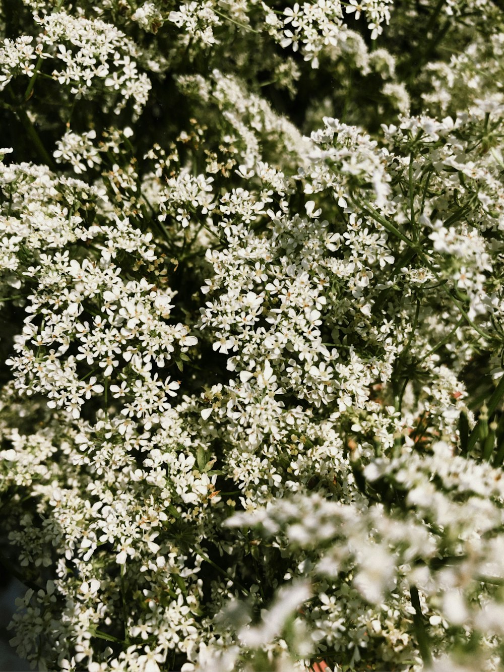 um close up de um arbusto com flores brancas