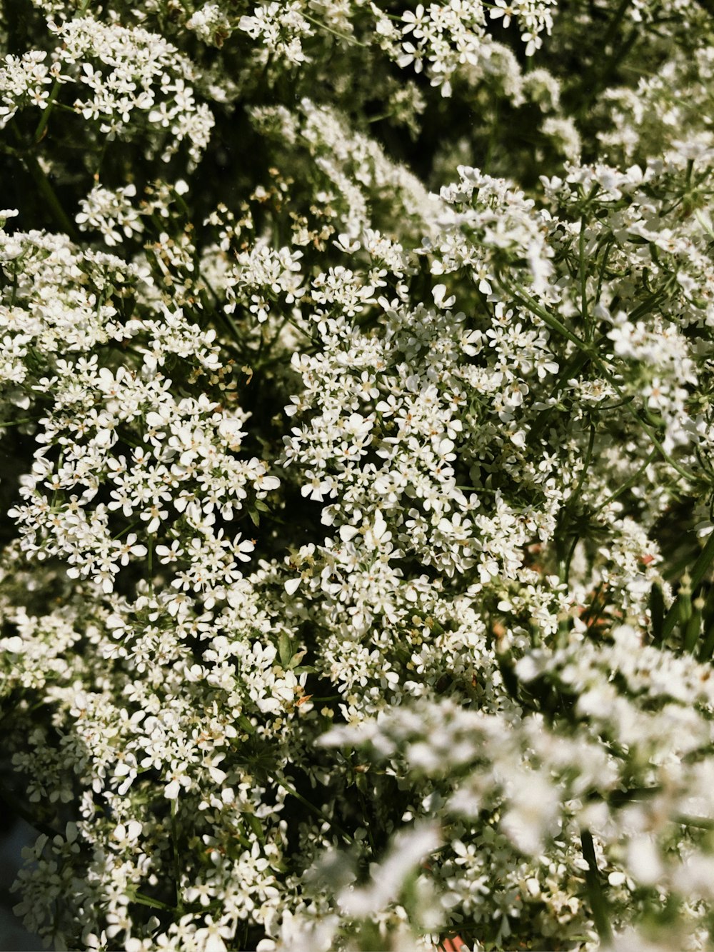 a close up of a bush with white flowers