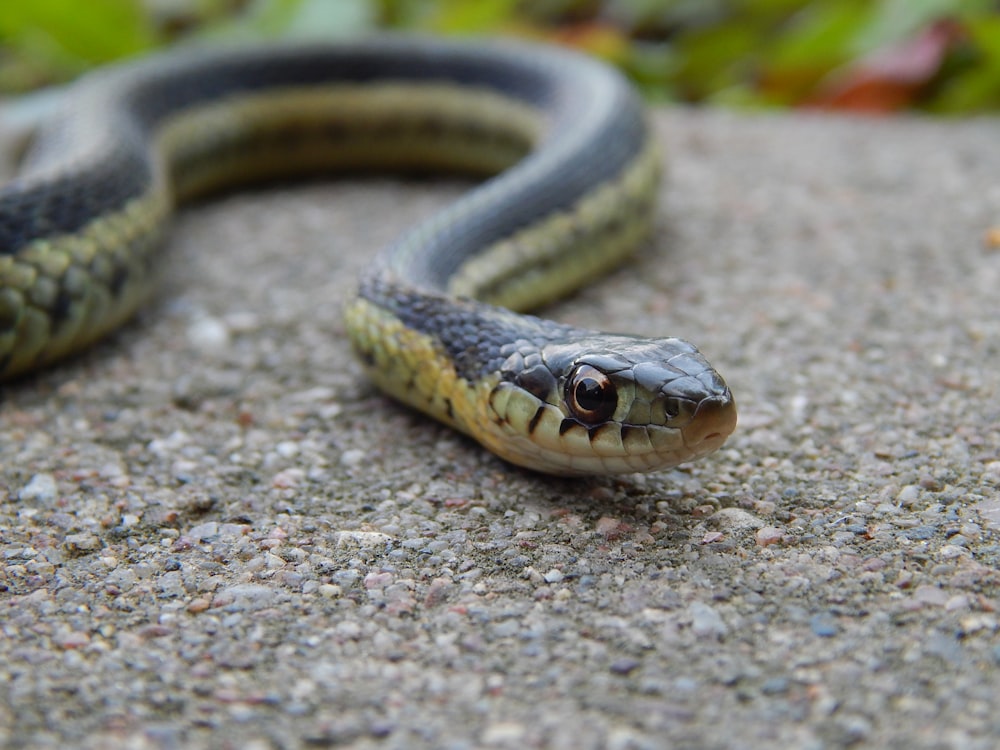 a close up of a snake on a rock