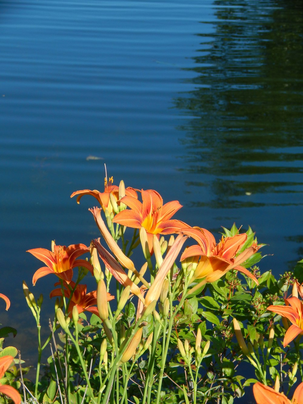 a bunch of flowers that are by some water