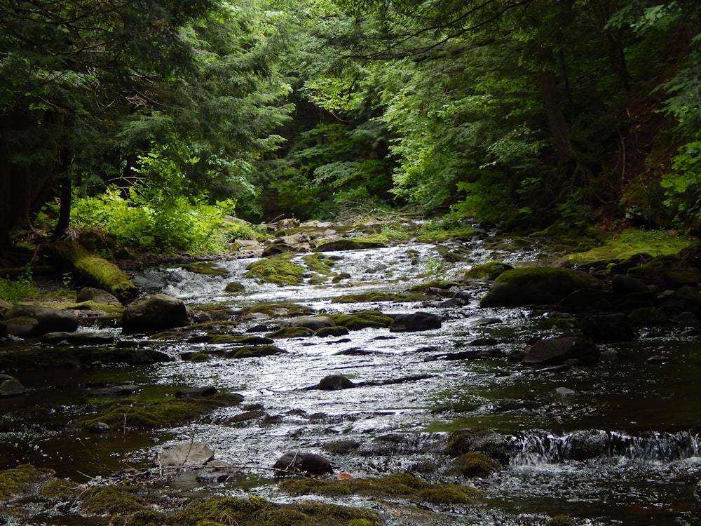 a stream running through a lush green forest