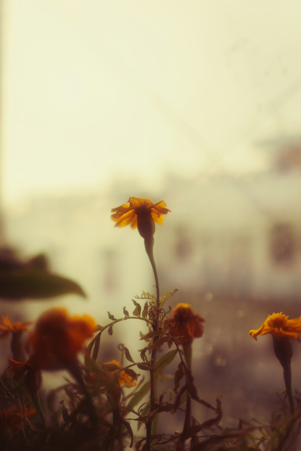 a close up of a flower with a blurry background