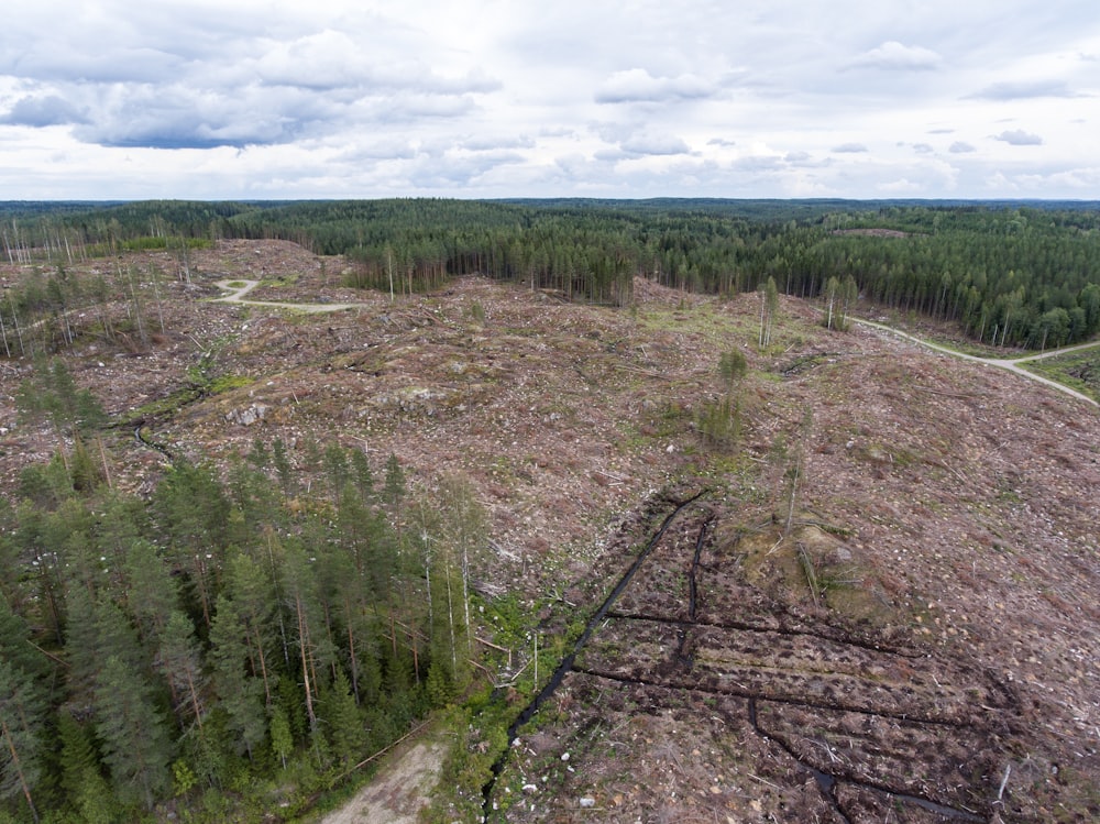 une grande surface d’arbres qui ont été abattus