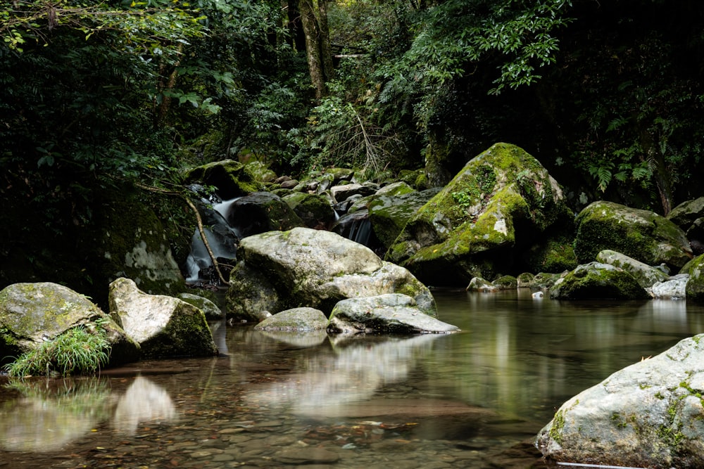 a stream running through a lush green forest