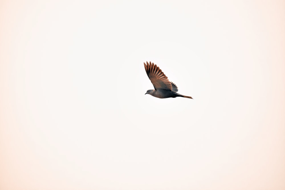 a bird flying in the sky on a clear day
