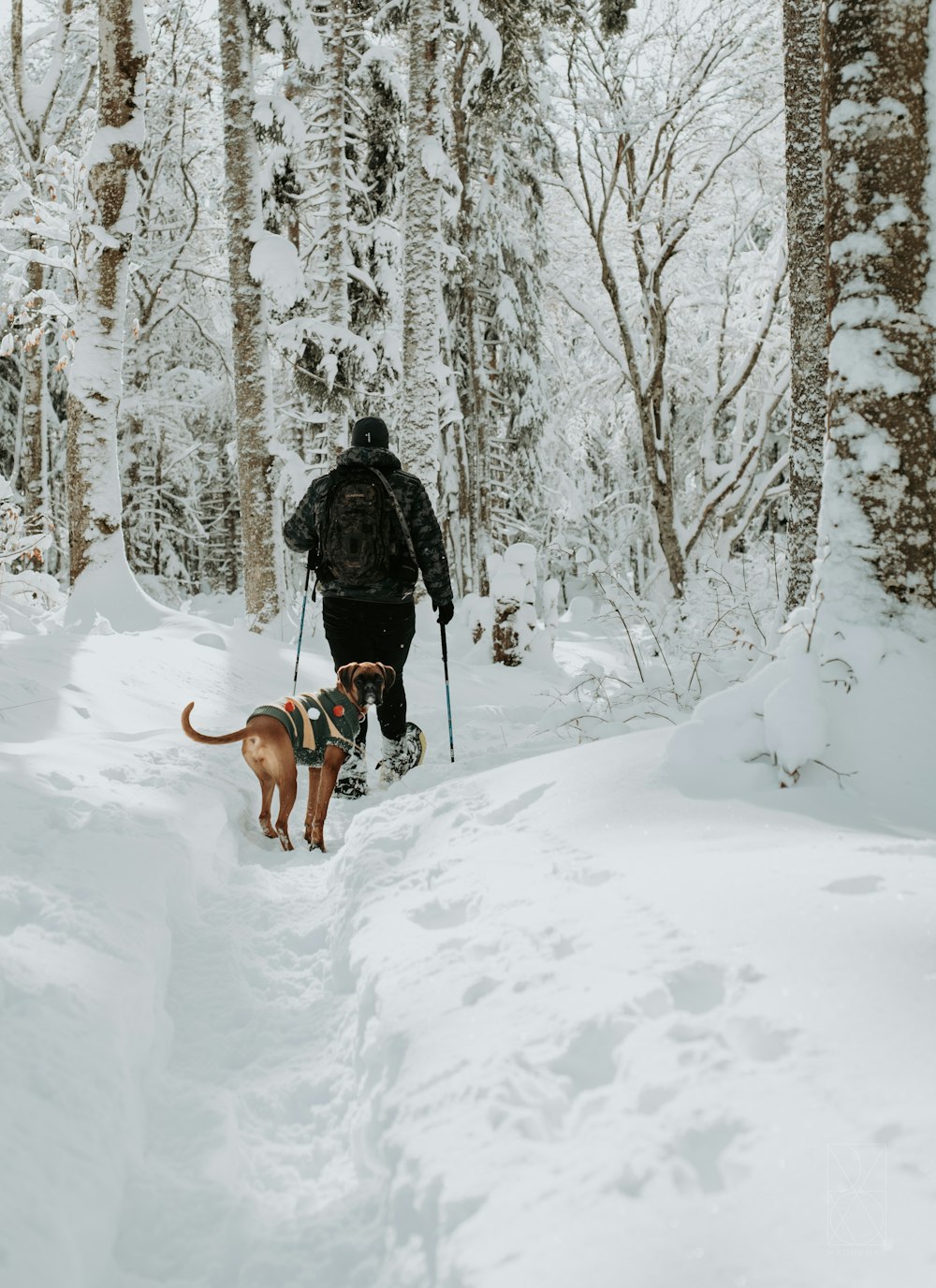 a man walking a dog through a snow covered forest