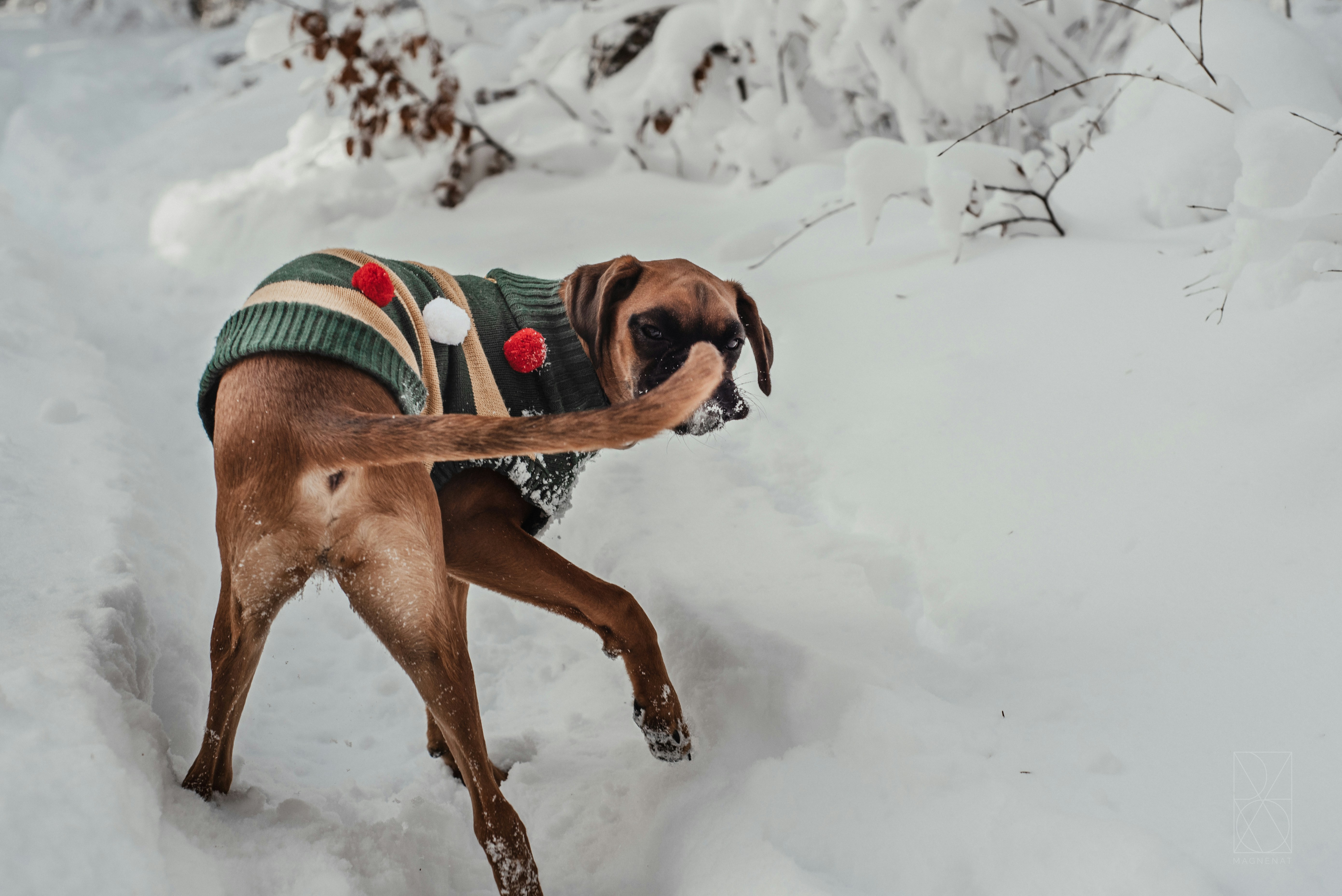 Brown dog wearing a striped sweater with pom-pom accents turning around while walking through deep snow outdoors.