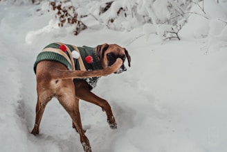 a dog in a sweater playing in the snow