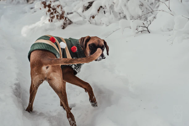 Colorful handmade dog sweater with playful patterns on a happy dog in a sunny park