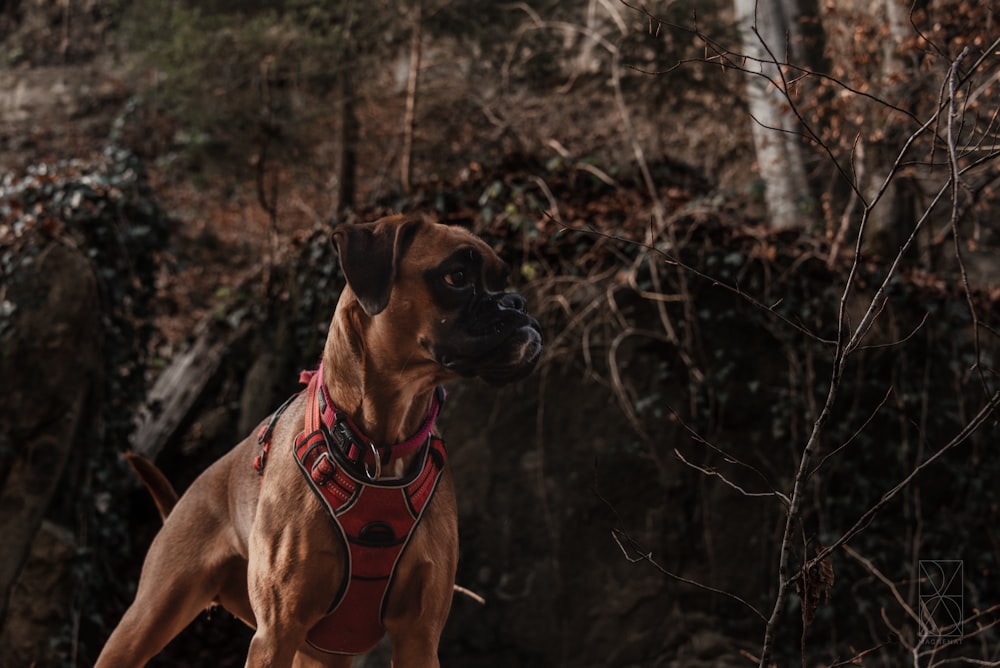 a brown dog wearing a red harness in the woods